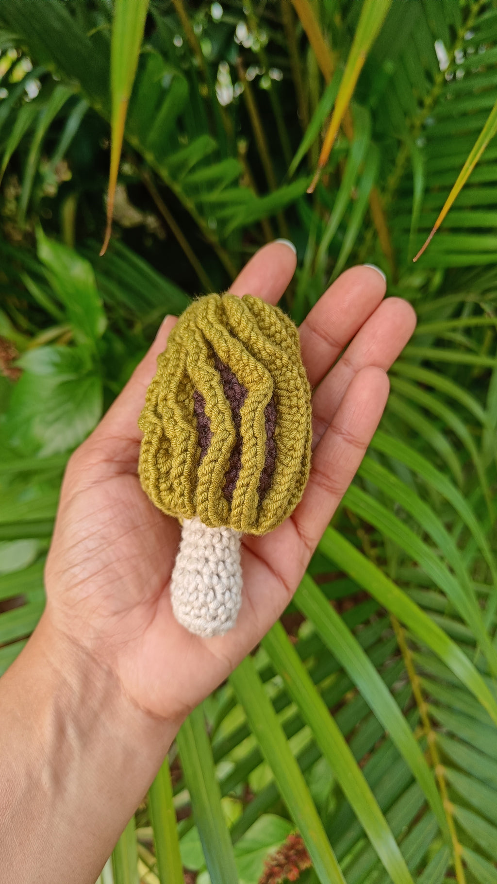 Morel Mushrooms