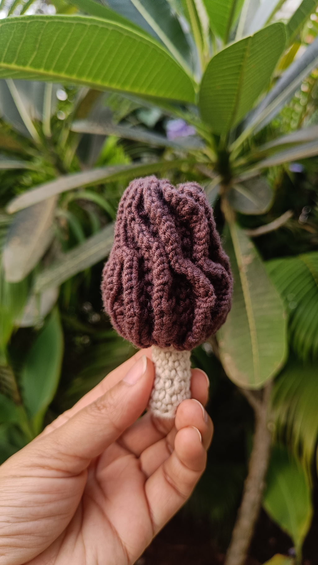 Morel Mushrooms