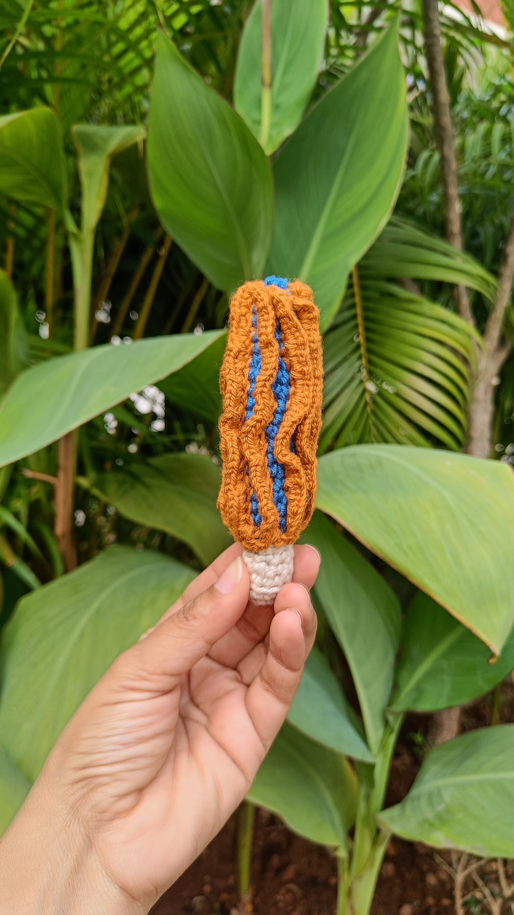 Morel Mushrooms