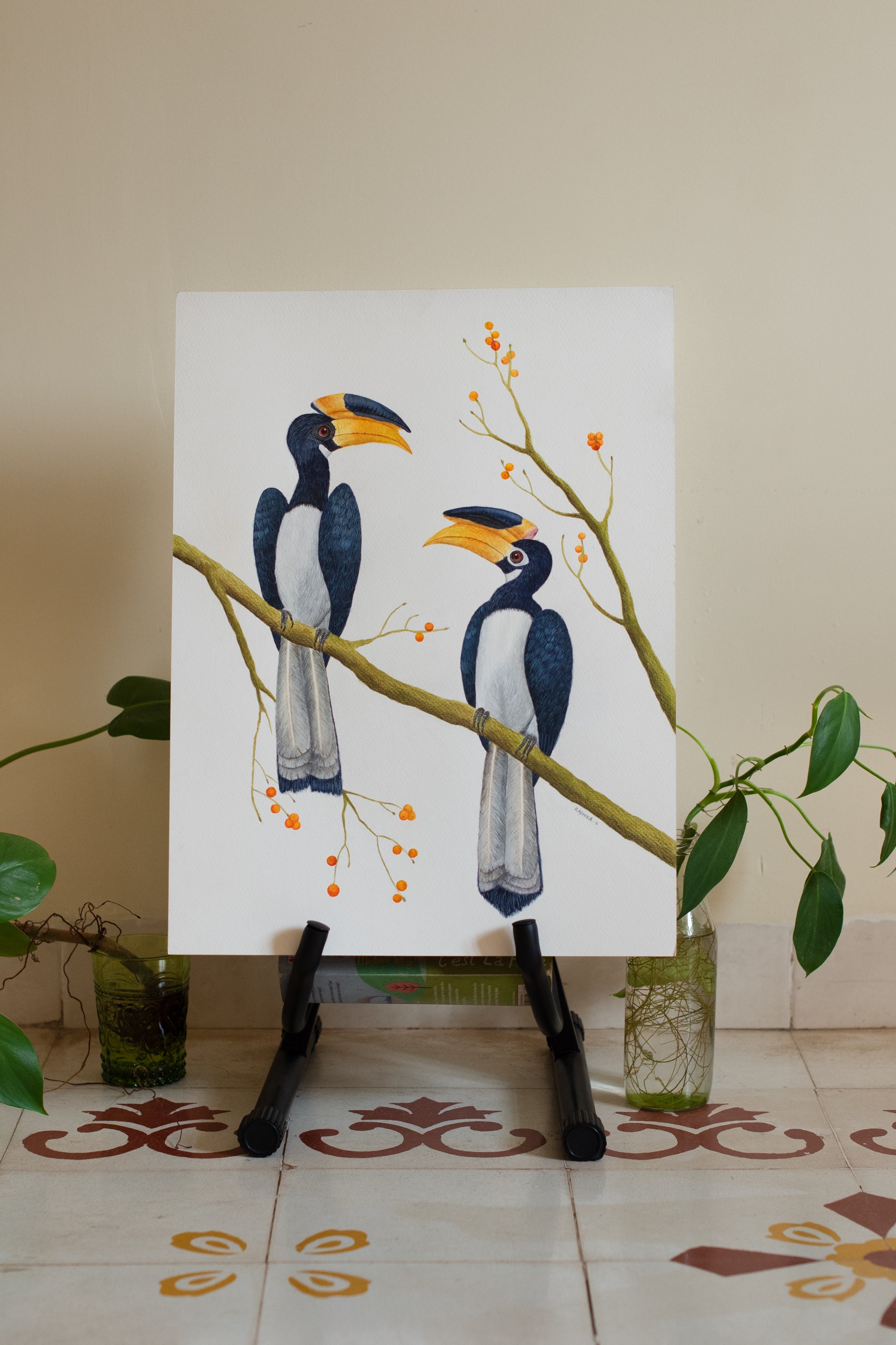 Malabar Pied Hornbills