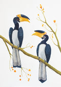 Malabar Pied Hornbills