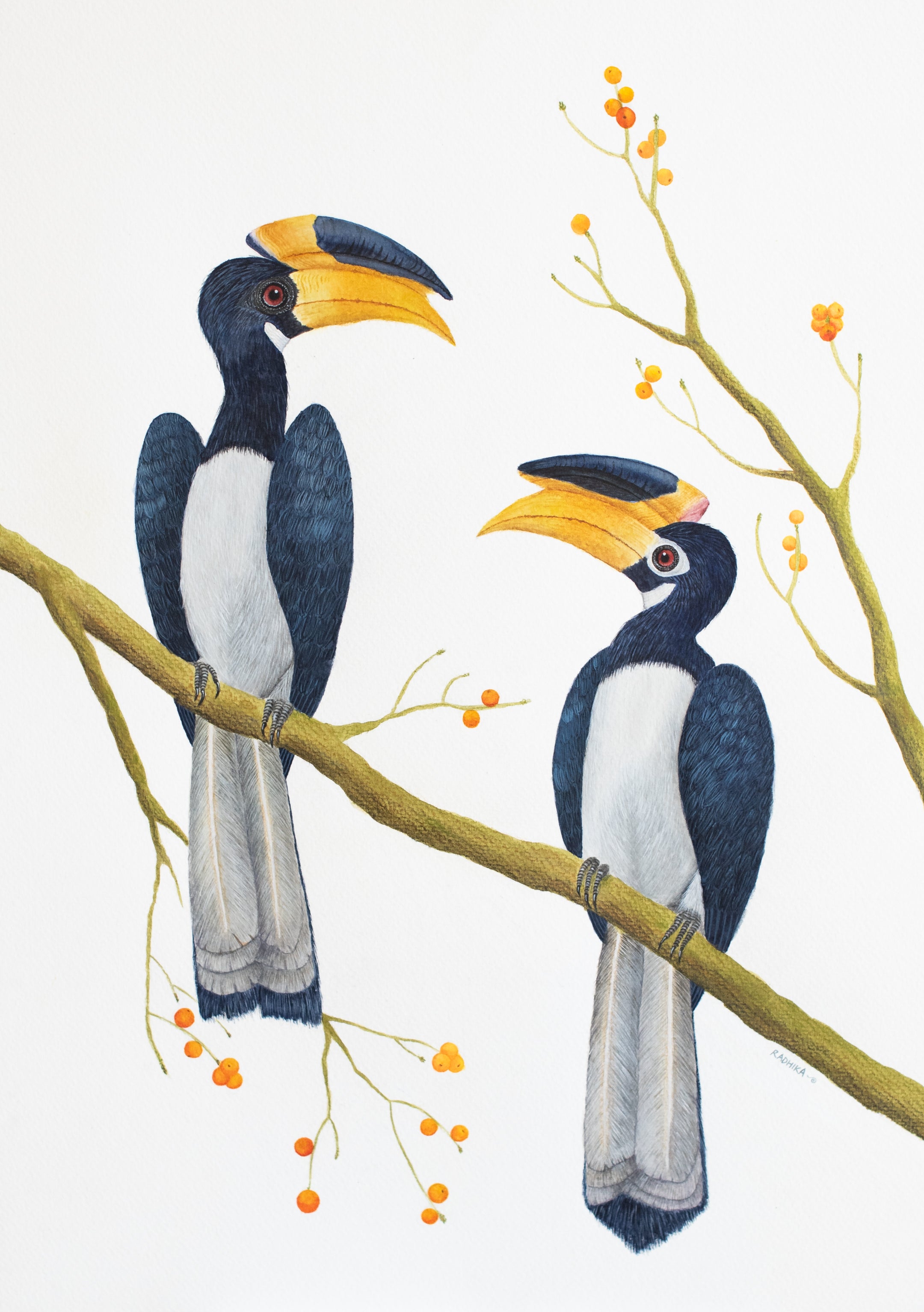 Malabar Pied Hornbills