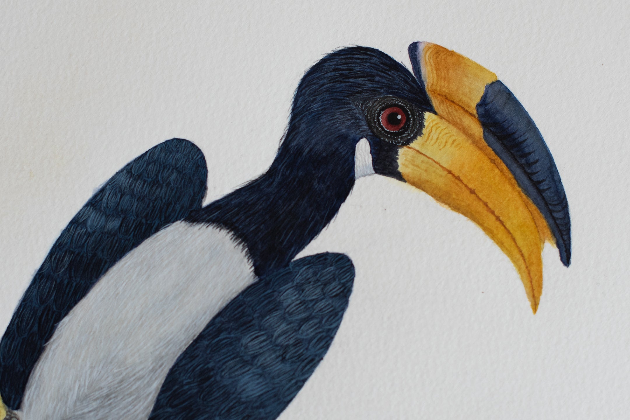 Malabar Pied Hornbills