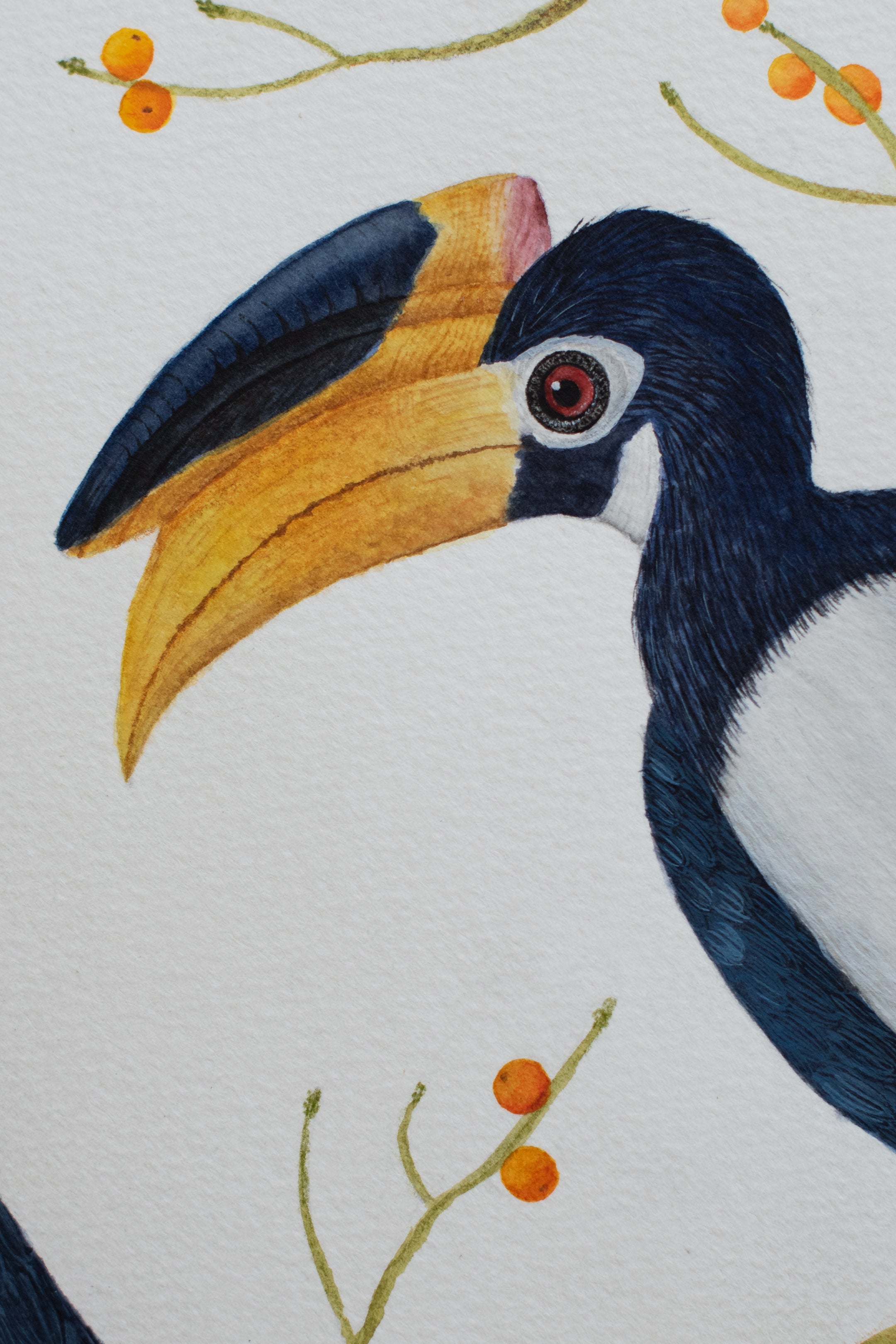 Malabar Pied Hornbills