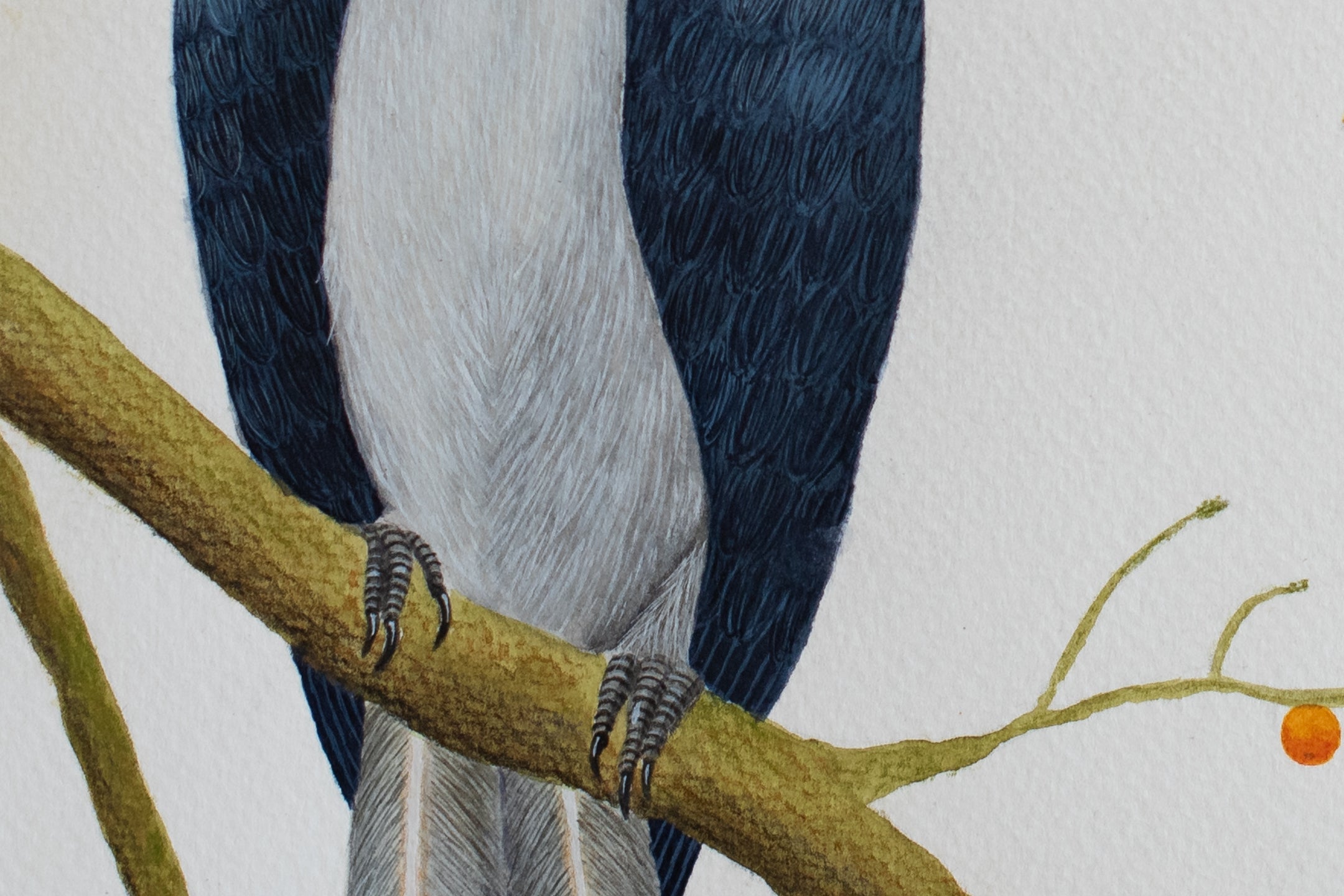 Malabar Pied Hornbills
