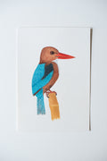 White-throated Kingfisher