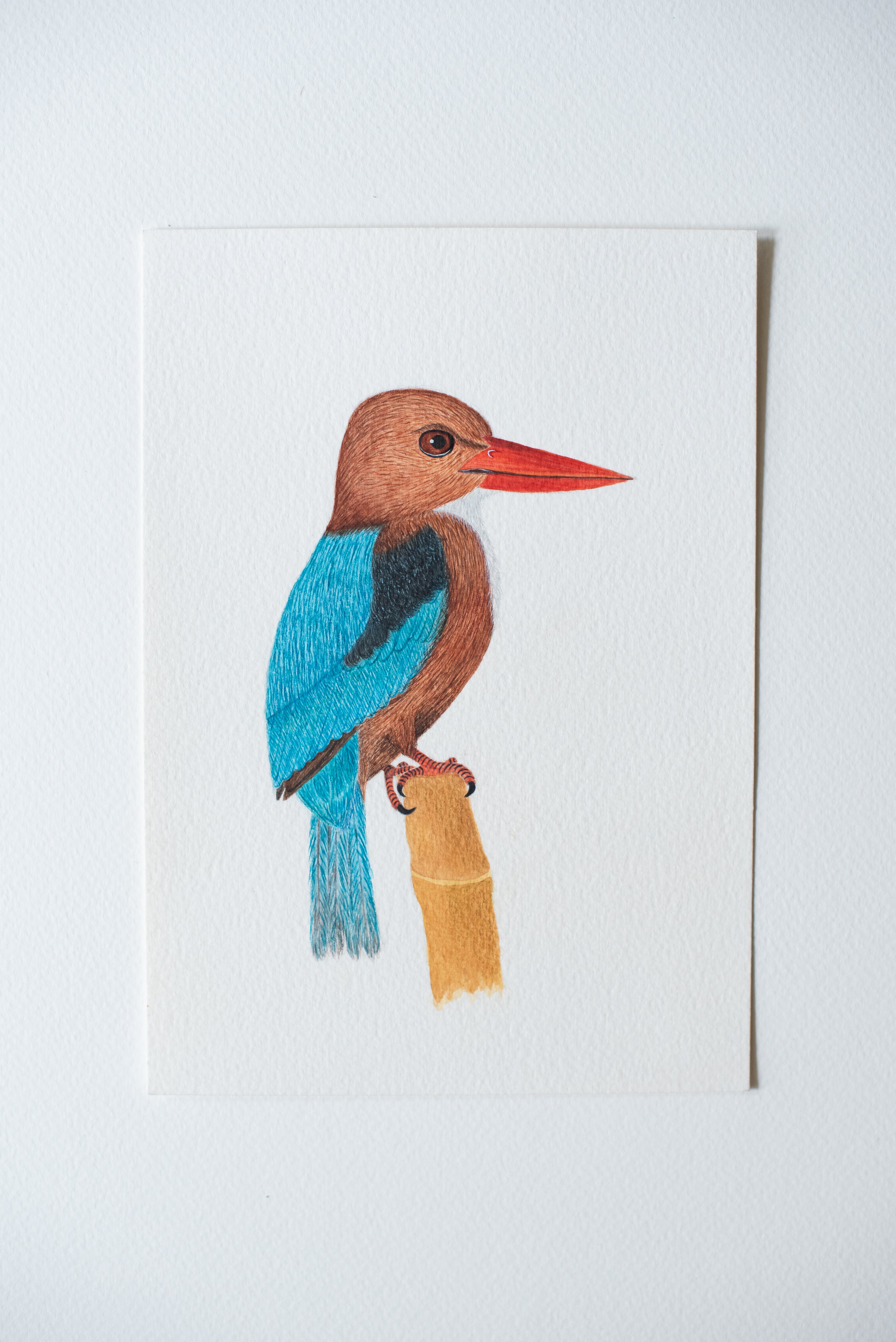 White-throated Kingfisher