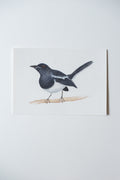 Oriental Magpie-robin