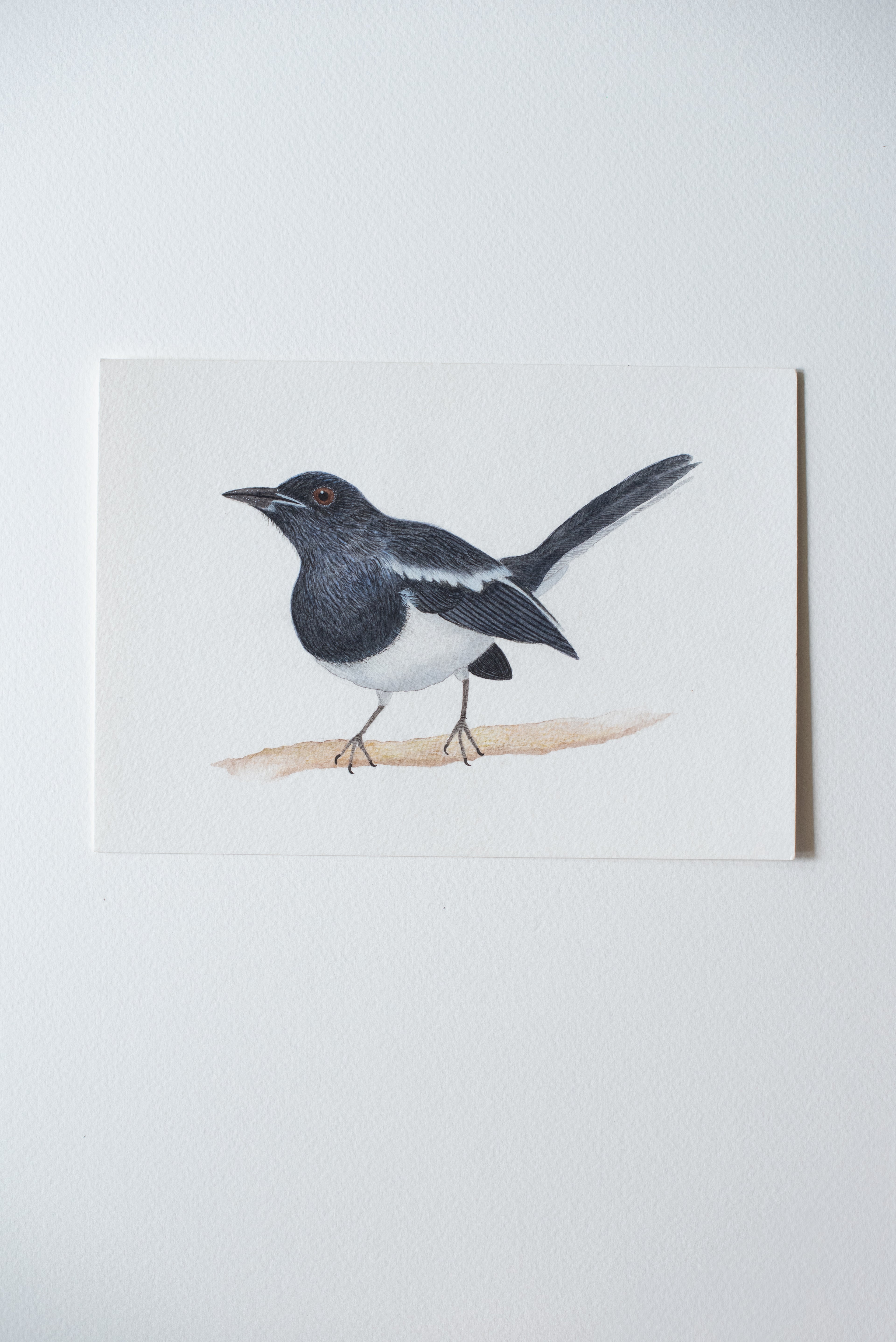 Oriental Magpie-robin