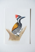 Black-rumped Flameback Woodpecker