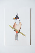 Red-whiskered Bulbul
