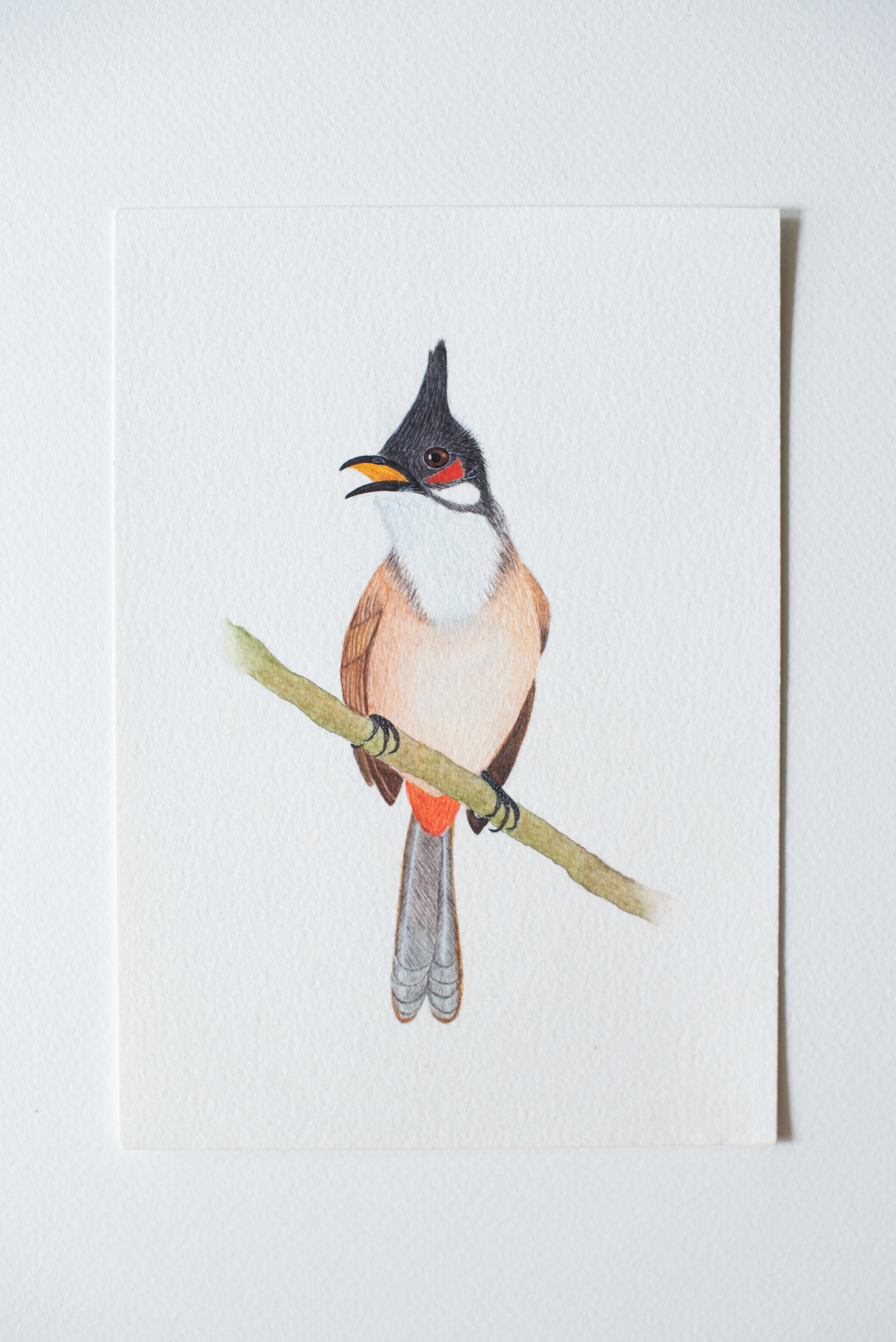 Red-whiskered Bulbul