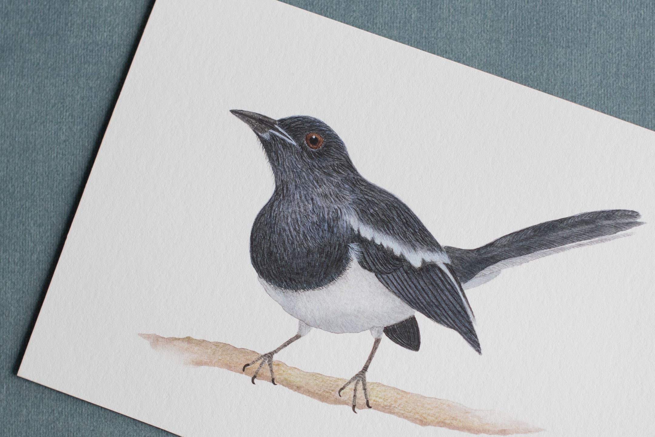 Oriental Magpie-robin