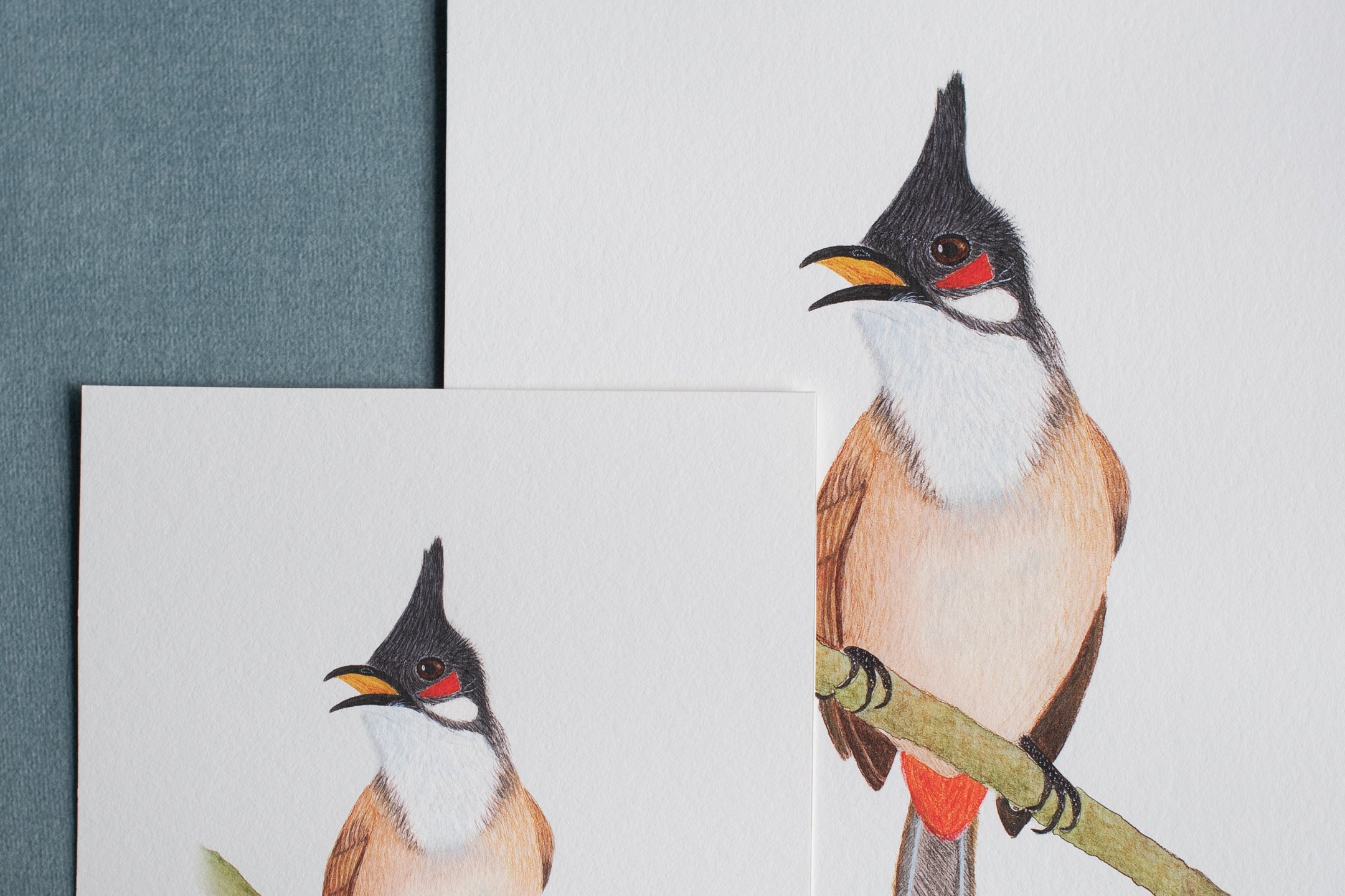 Red-whiskered Bulbul