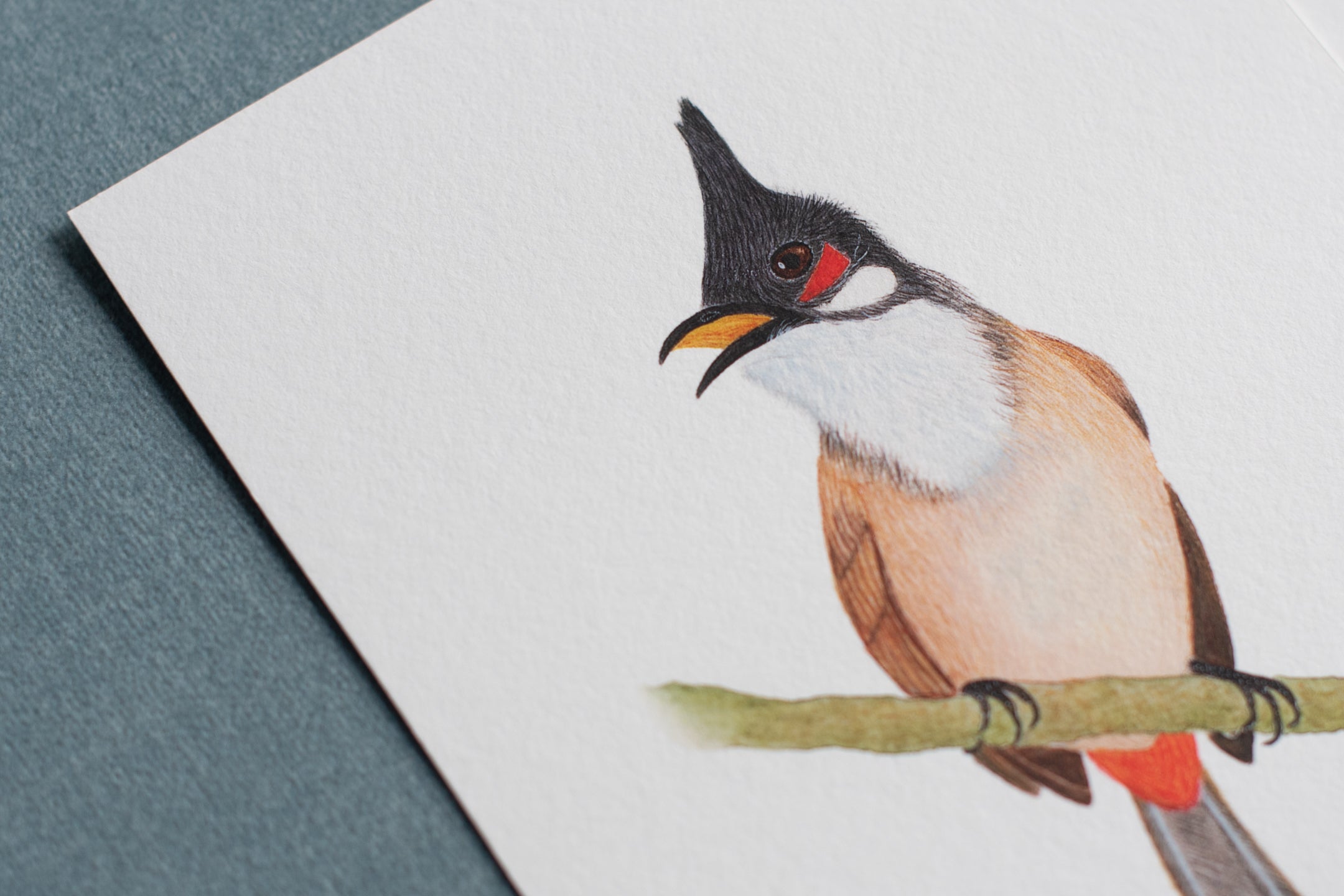 Red-whiskered Bulbul