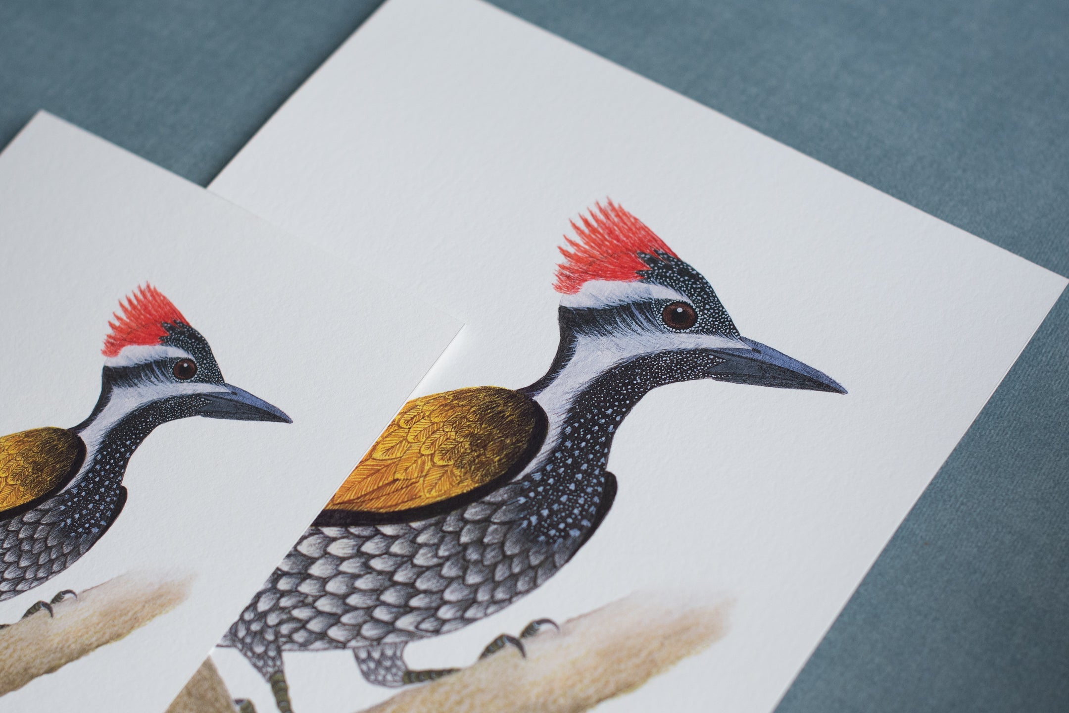 Black-rumped Flameback Woodpecker