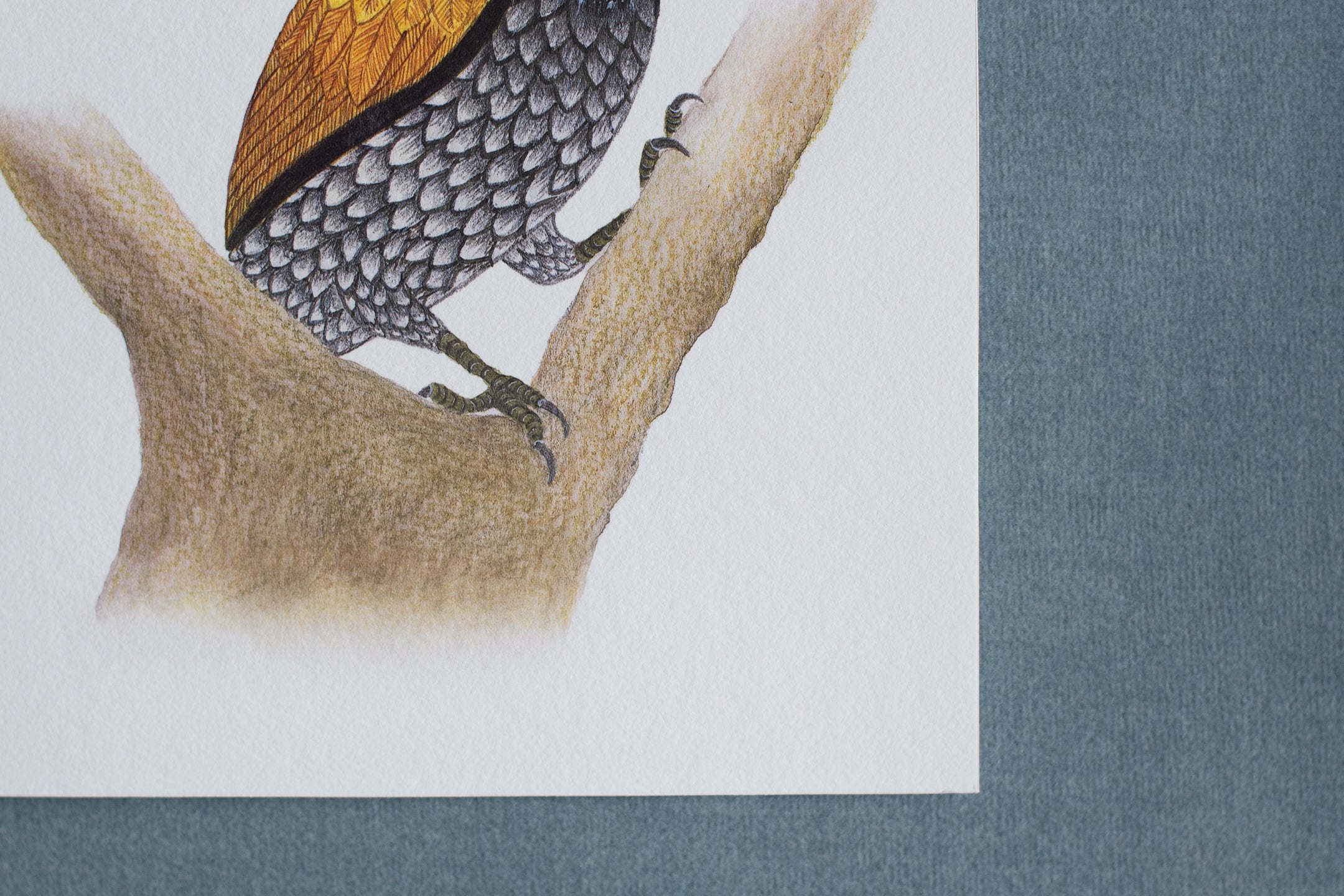Black-rumped Flameback Woodpecker