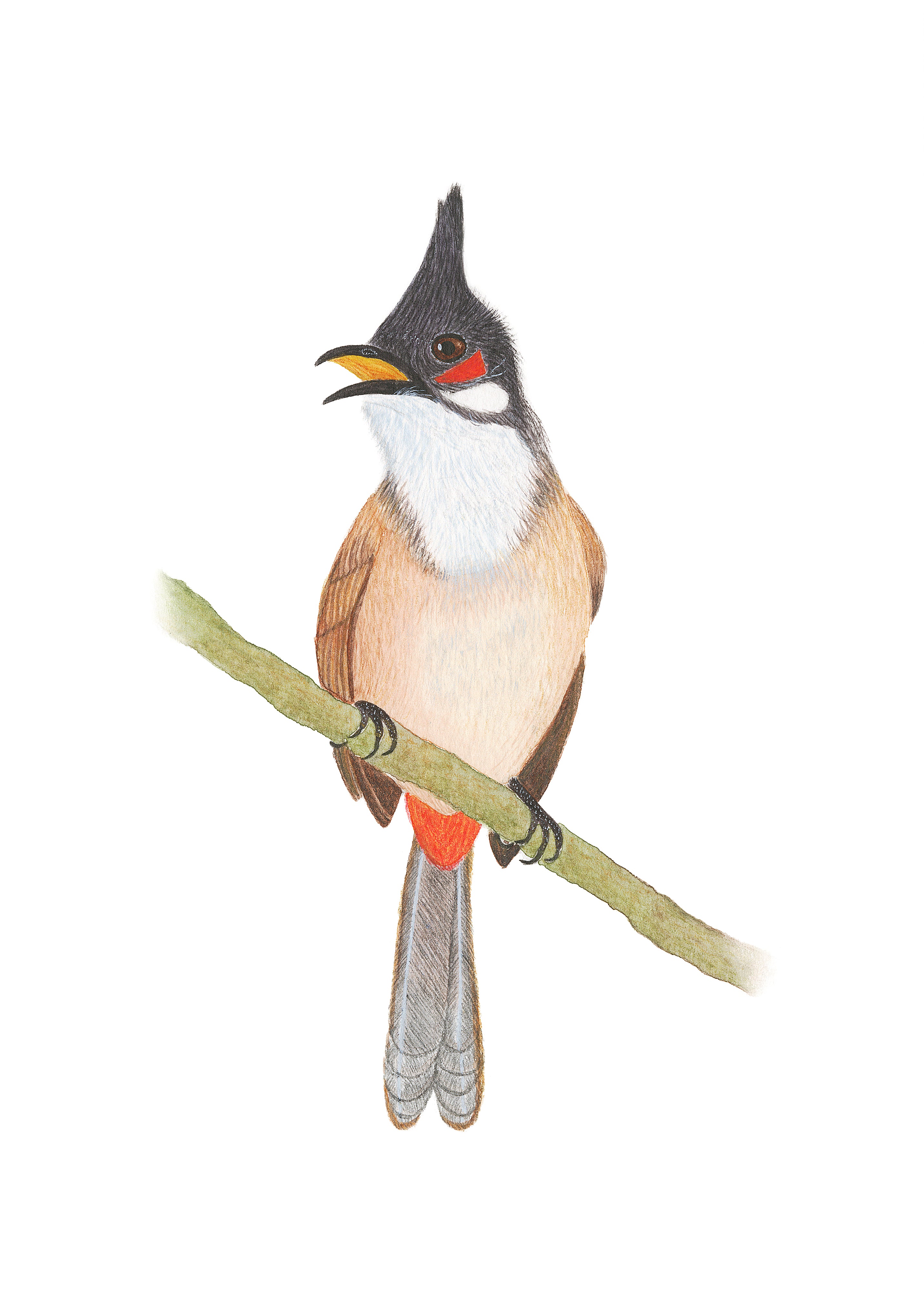 Red-whiskered Bulbul