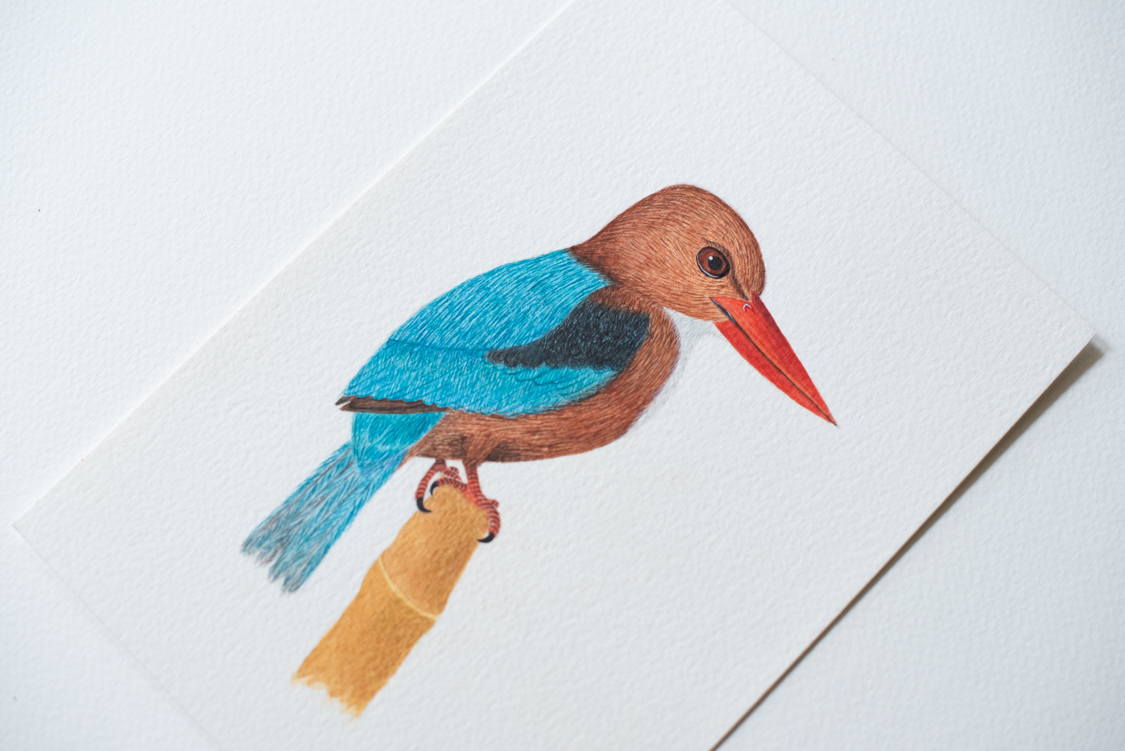White-throated Kingfisher