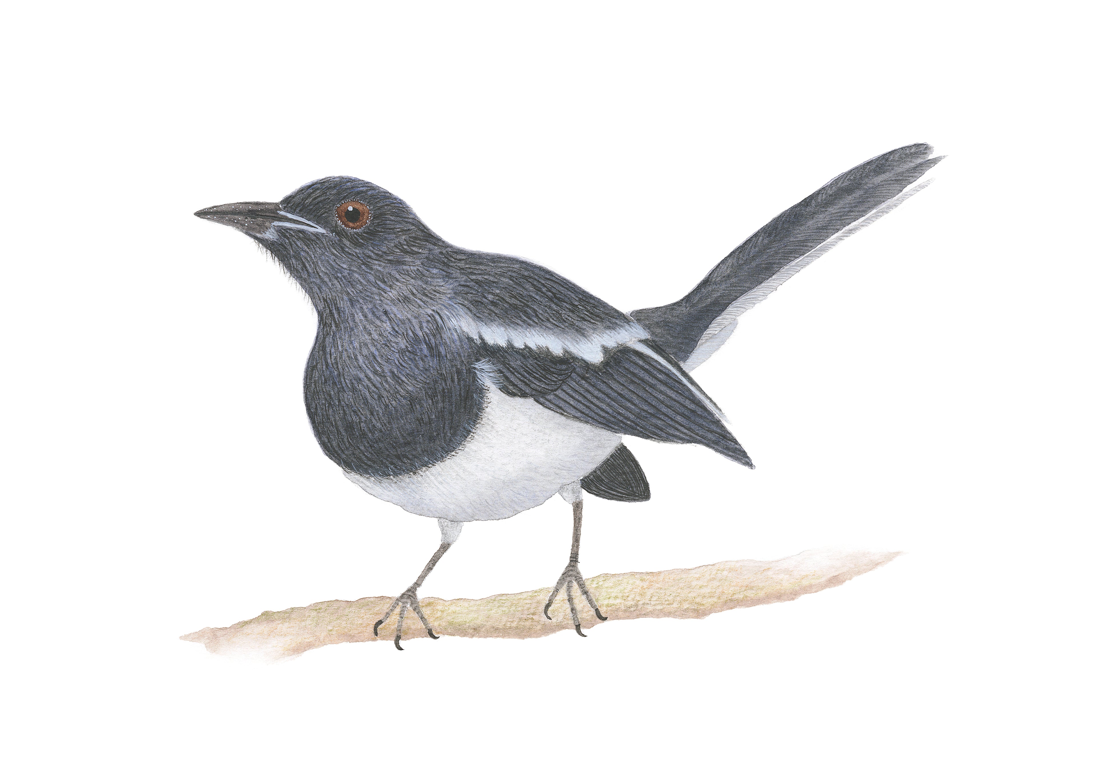 Oriental Magpie-robin