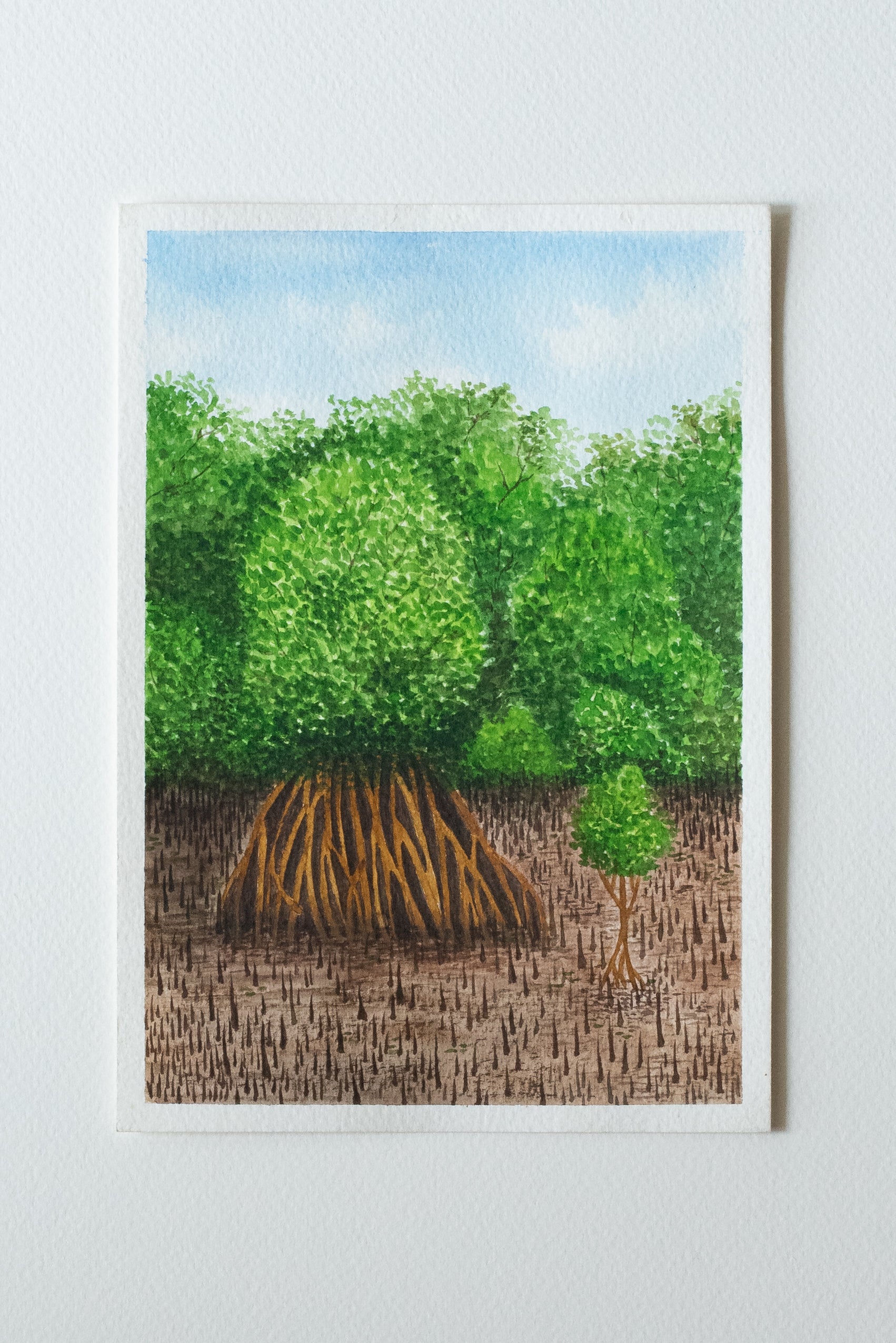 A Walk Through the Mangroves