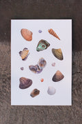 Seashells