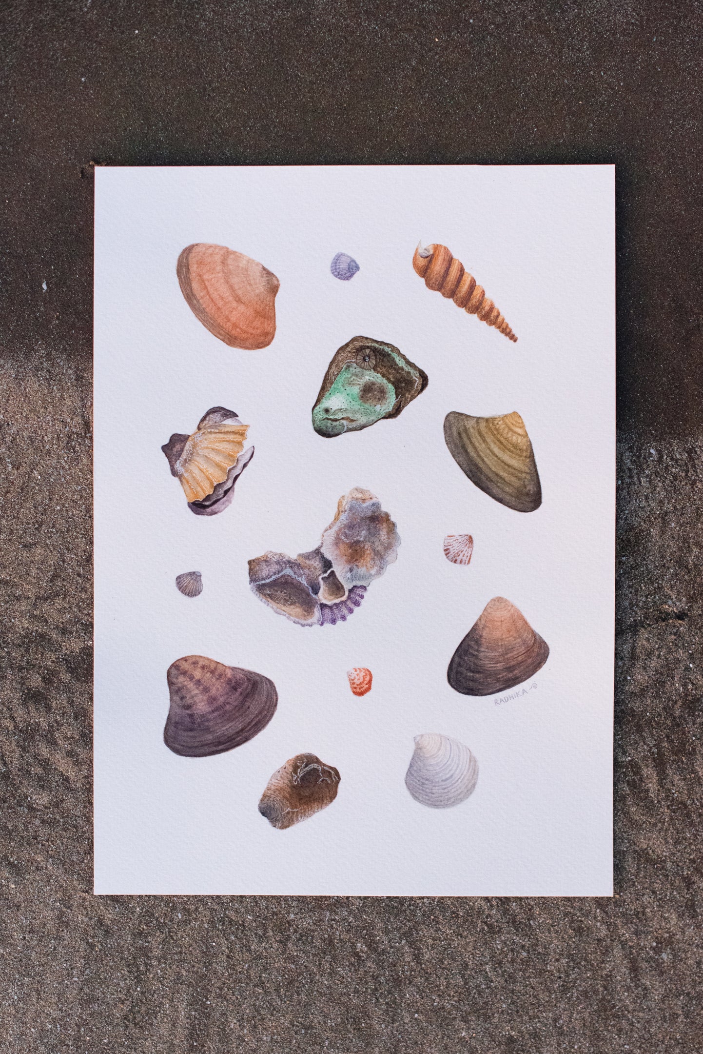 Seashells