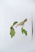 A Common Tailorbird's Nest