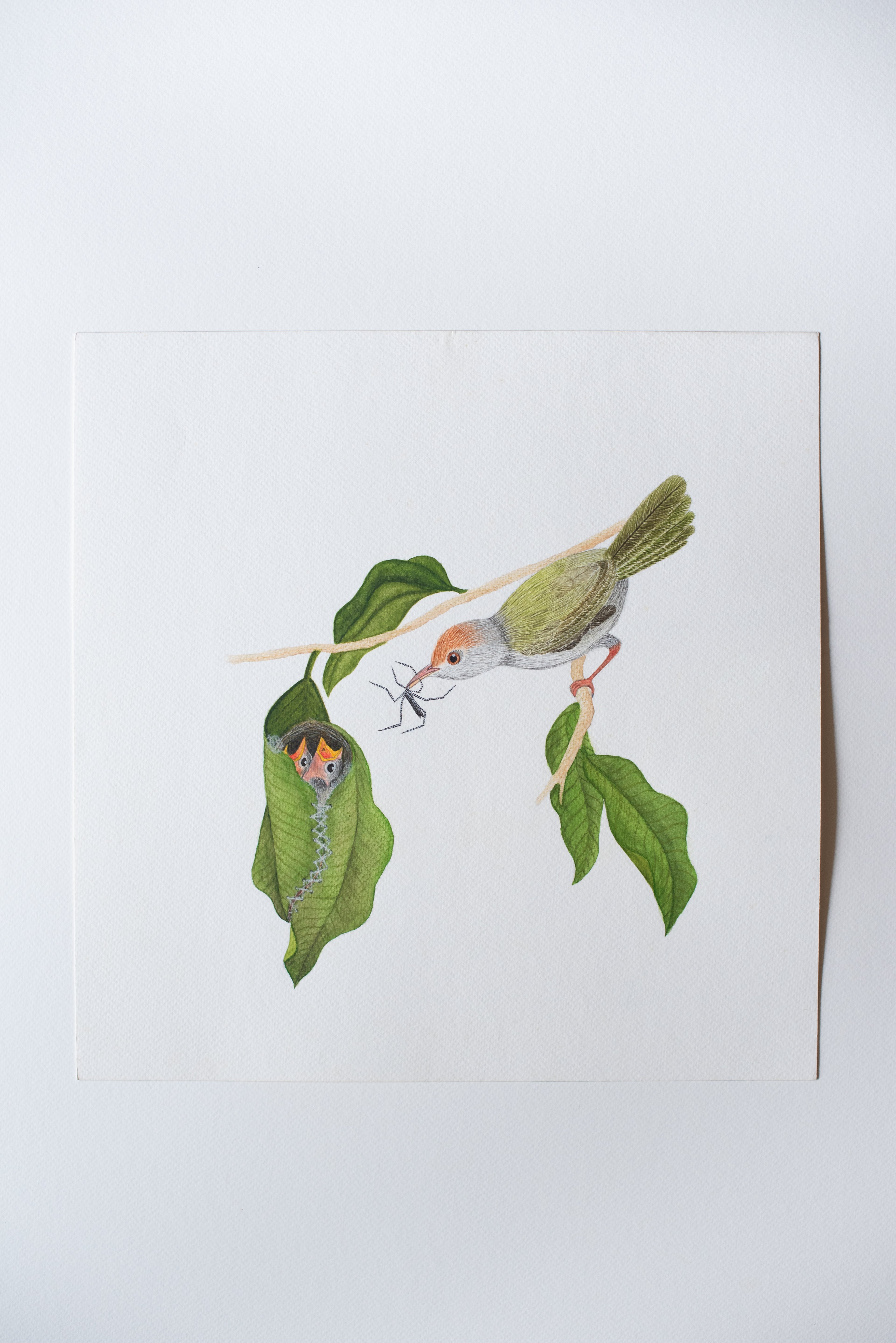 A Common Tailorbird's Nest
