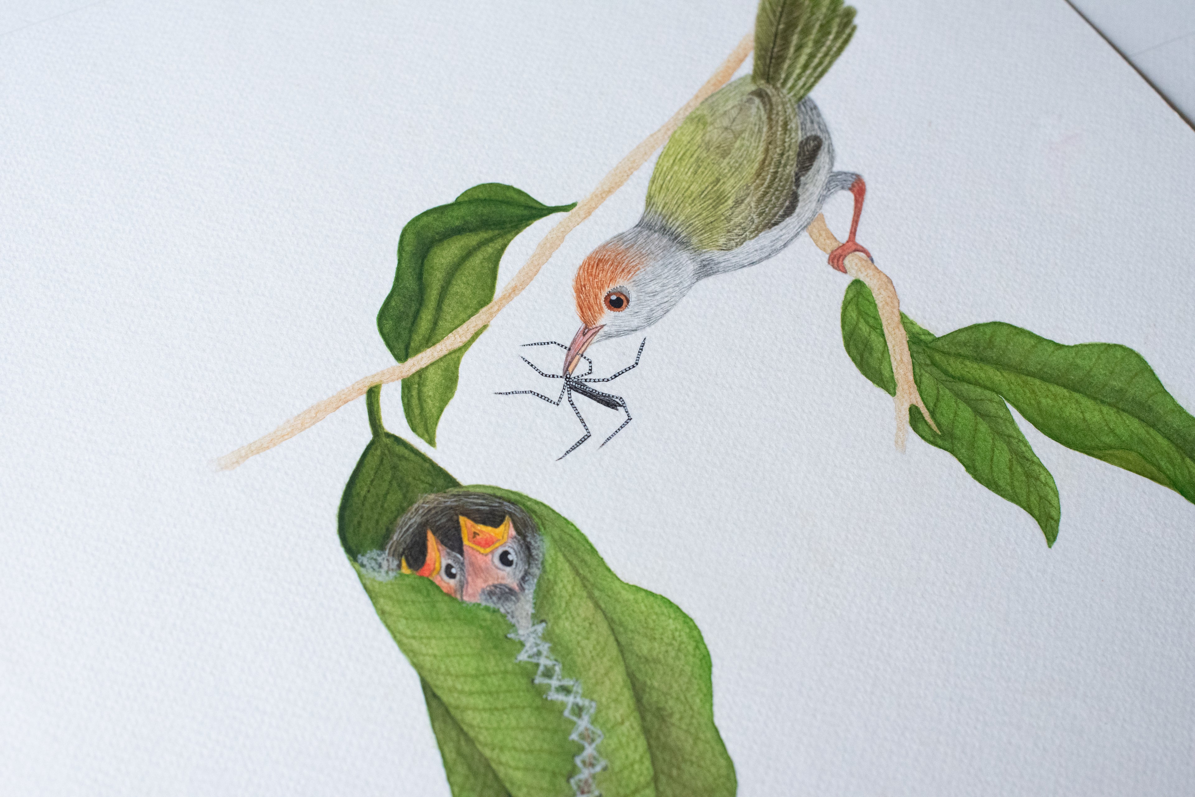 A Common Tailorbird's Nest