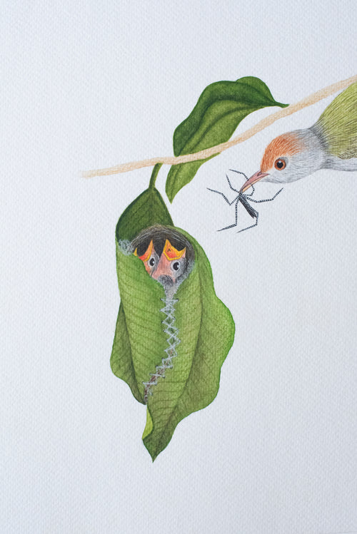 A Common Tailorbird's Nest