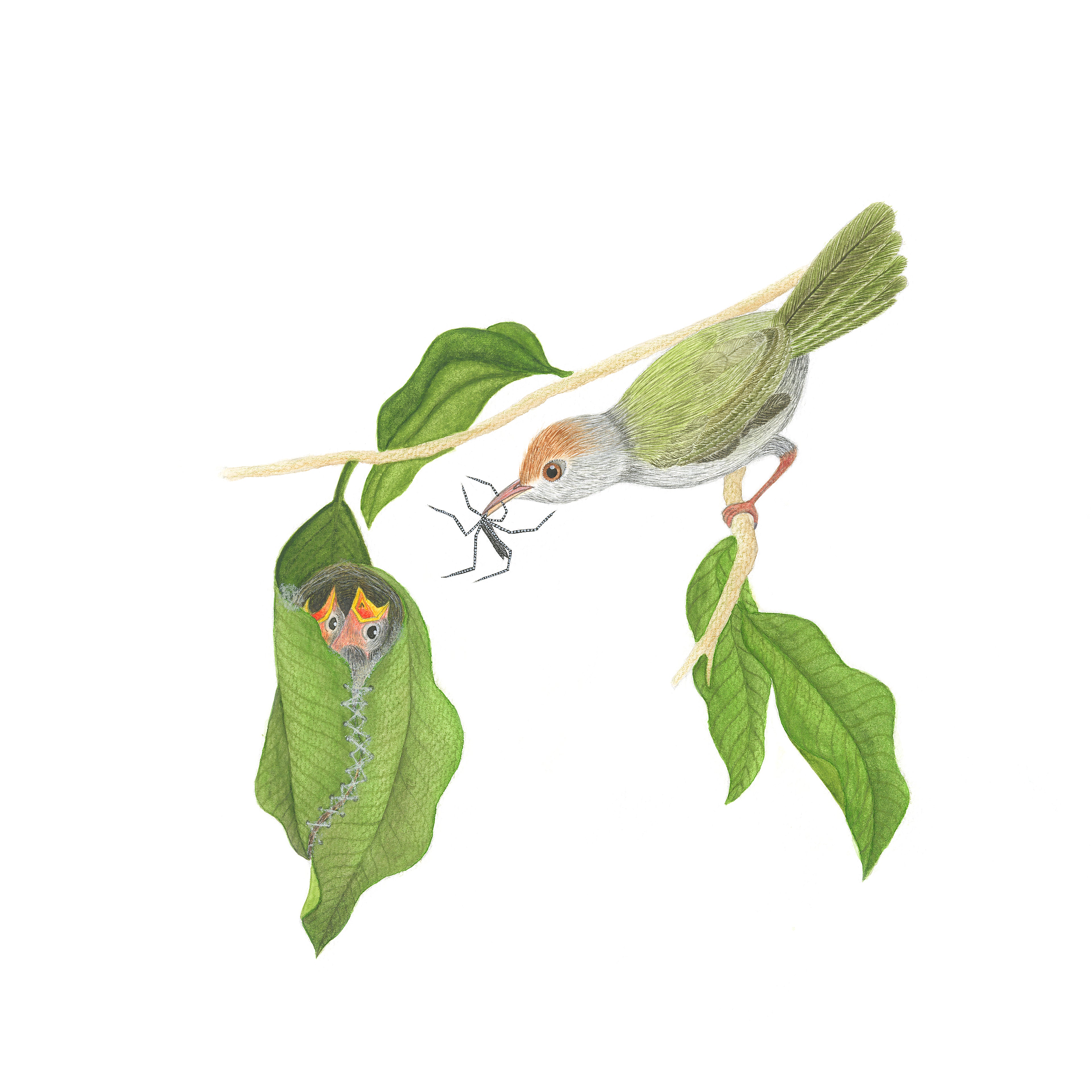 A Common Tailorbird's Nest