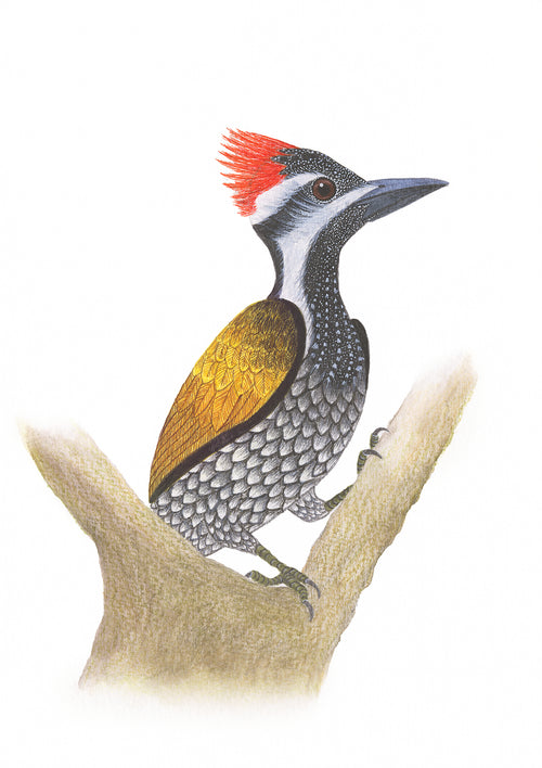 Black-rumped Flameback Woodpecker