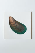Asian Green Mussel