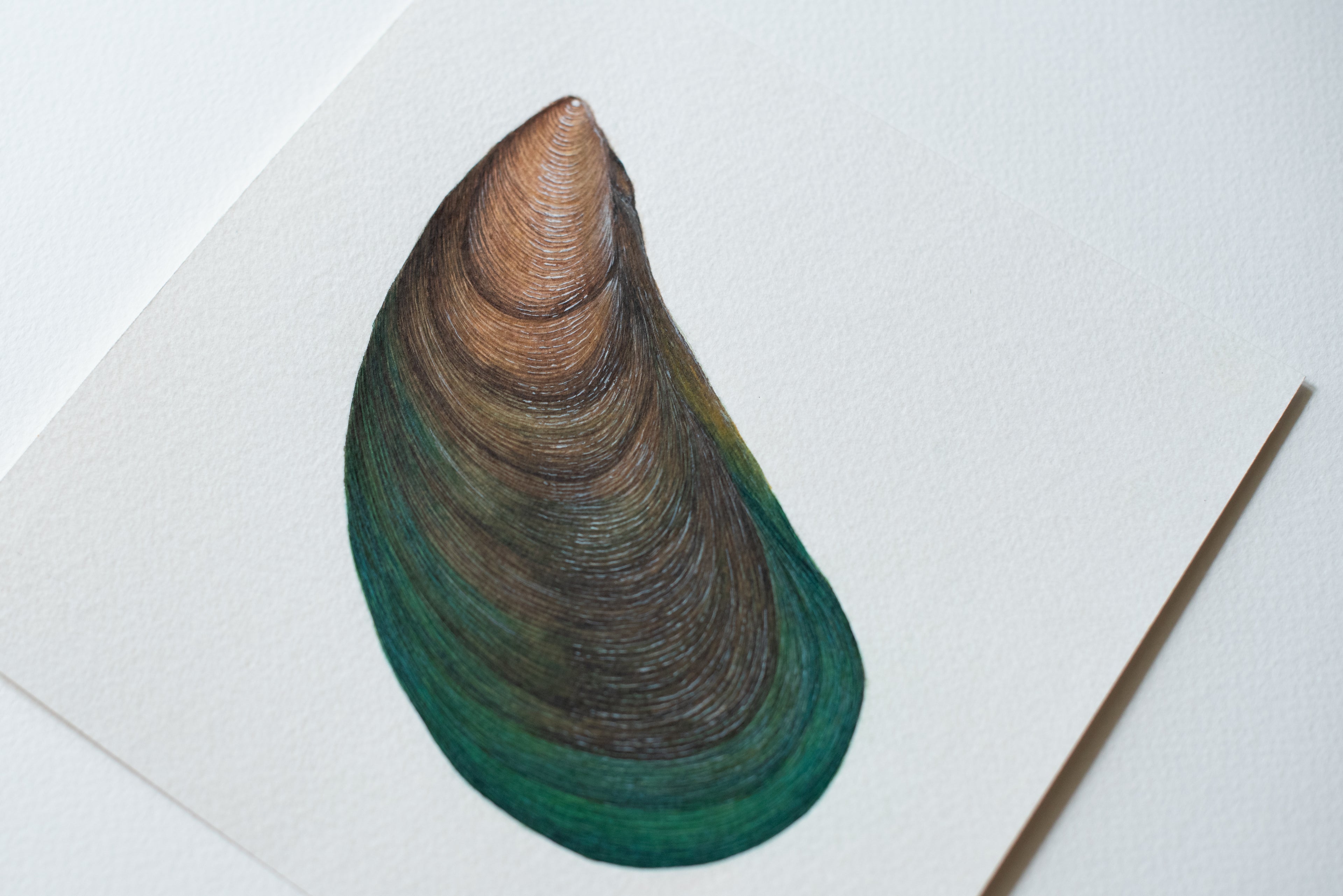 Asian Green Mussel