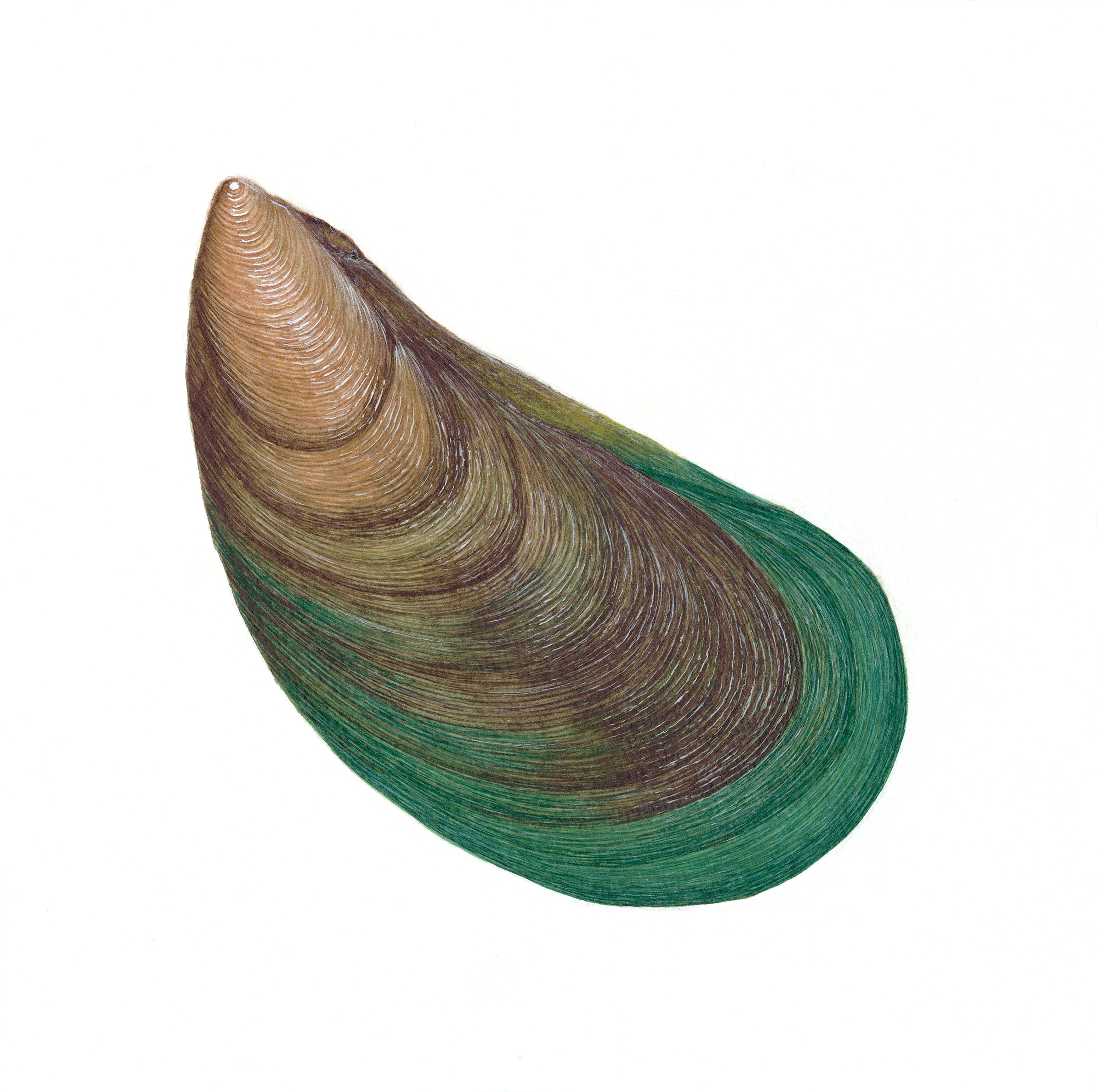 Asian Green Mussel