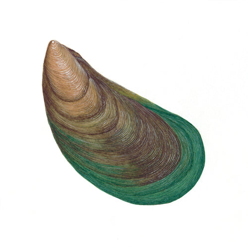Asian Green Mussel